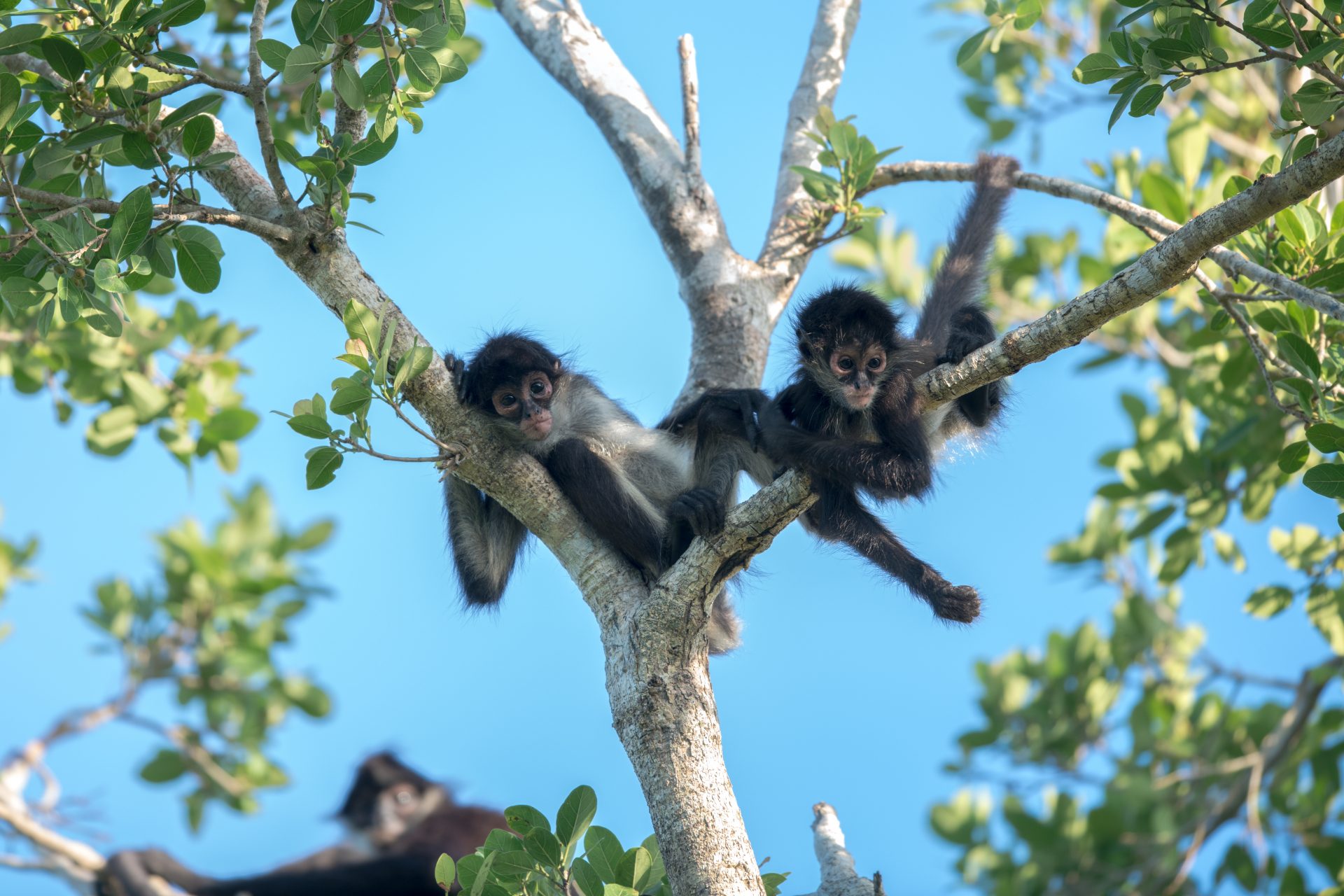 Citizen Science British Science Week   Spider Monkeys In Tulúm Mexico 2 1 Photo Credit Luis Palomino 1920x1280 